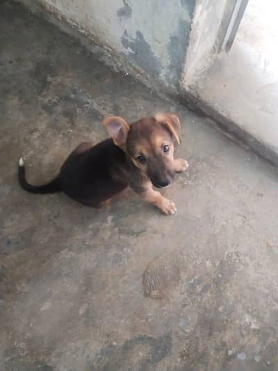 pair of Alsatian+ German shepherd original puppy