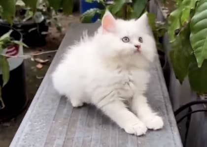 Quality Persian Punchface cat & kitten. moreWhatsApp 03314426573