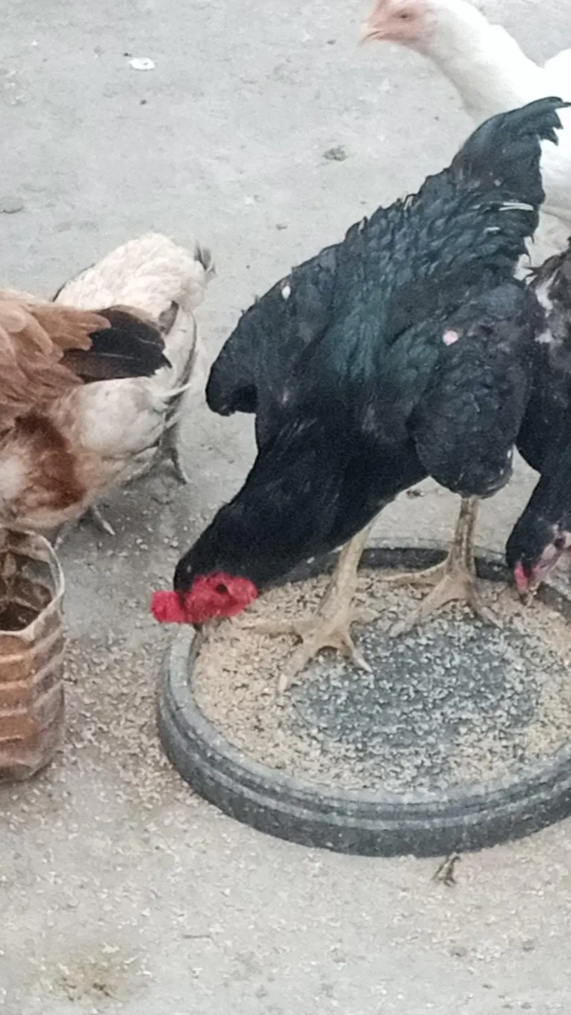 mix  breeding — photo 2