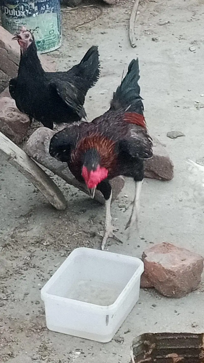 mix  breeding — photo 3
