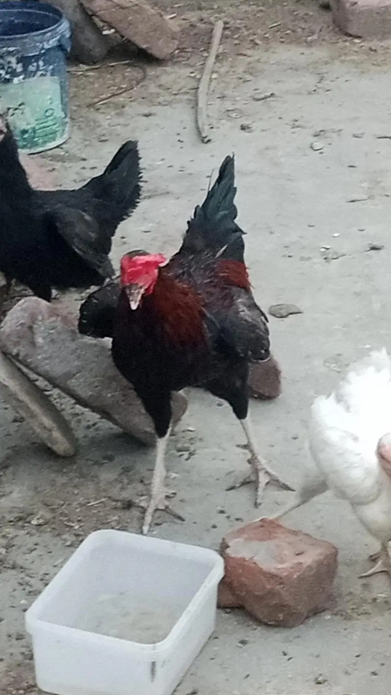 mix  breeding — photo 4