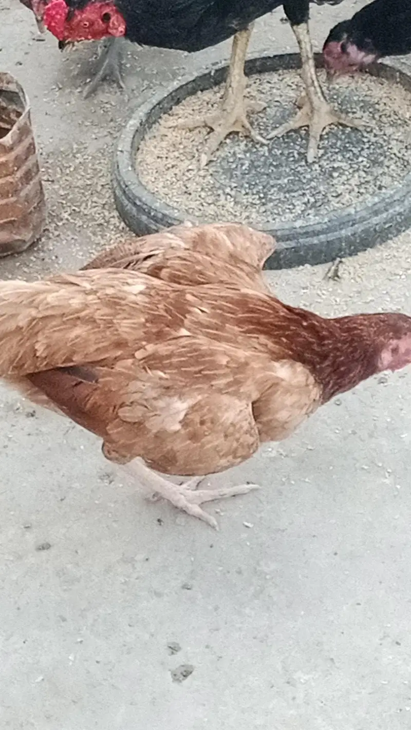 mix  breeding — photo 5