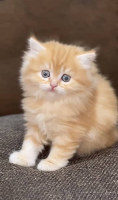Quality Persian Punchface cat & kitten. moreWhatsApp 03314426573