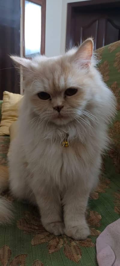Cats available for adoption