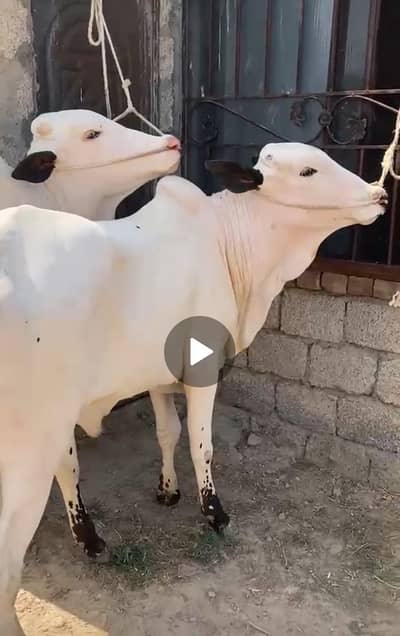 khera bacha for season 2027