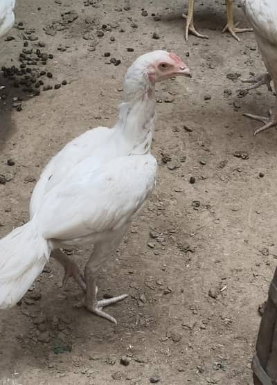 paper white Heera aseel ready to breed set for sale health and active