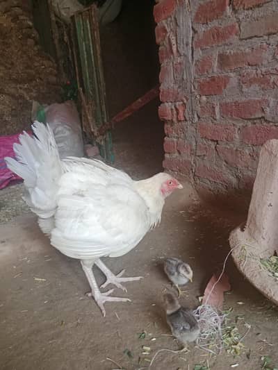 Aseel Heera