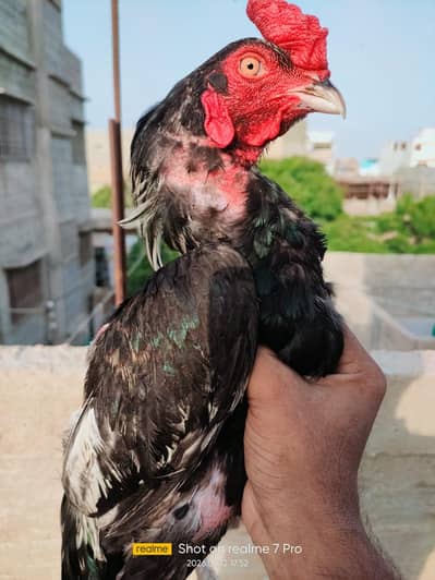 Aseel mianwalli patha and chicks