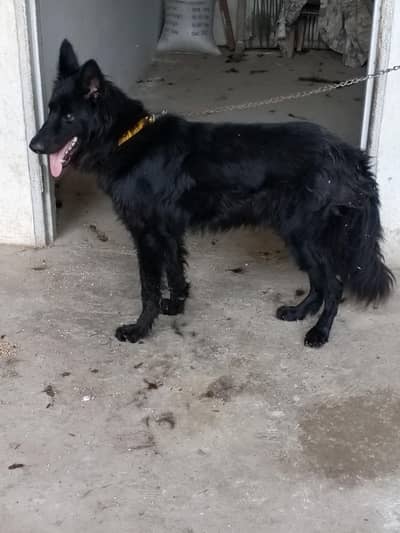 German Shephred Black Dog for sale