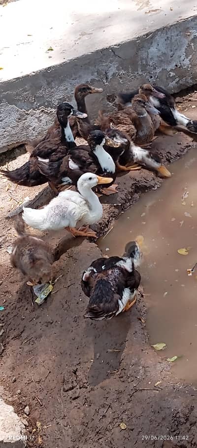 dasi duck