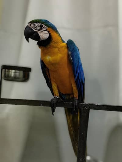 Blue and Gold Macaw