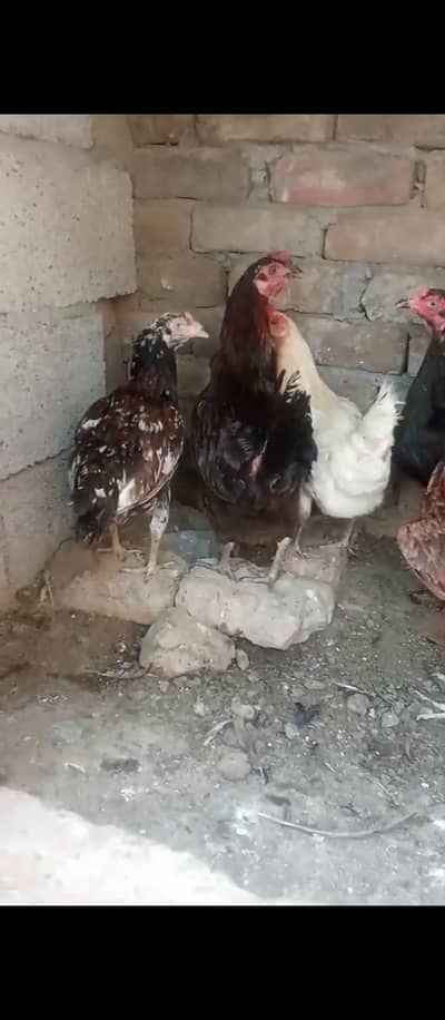 hens for sale