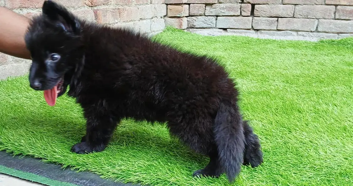 German Shepherd Male Puppy | 29 Days | Father Pedigree
