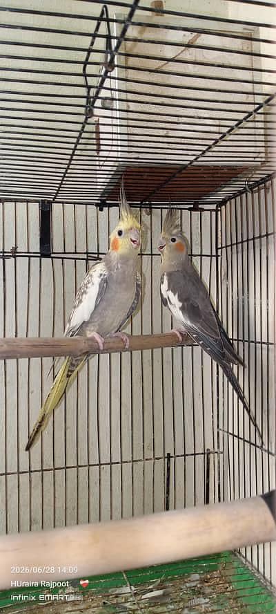 parrot