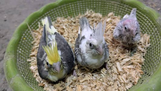 Cocktail chicks for sale