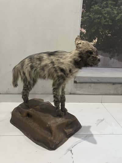 Original Hyena Show piece