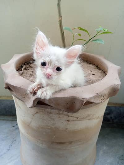 Parsion kittens.