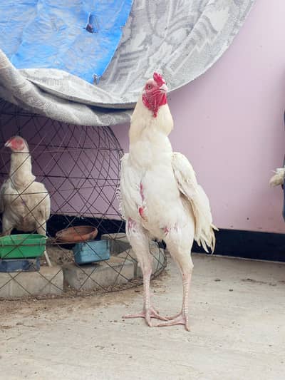 heera white blood line a one face quality