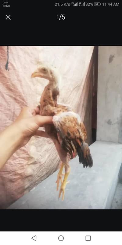 aseel lakha male high quality long height
