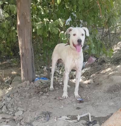 bully gultair male for sale  8 mahine umra