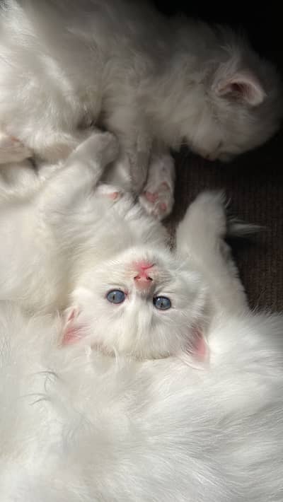 Trained Persian Cats for Sale