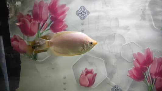 Gaint Gourami 4 inch