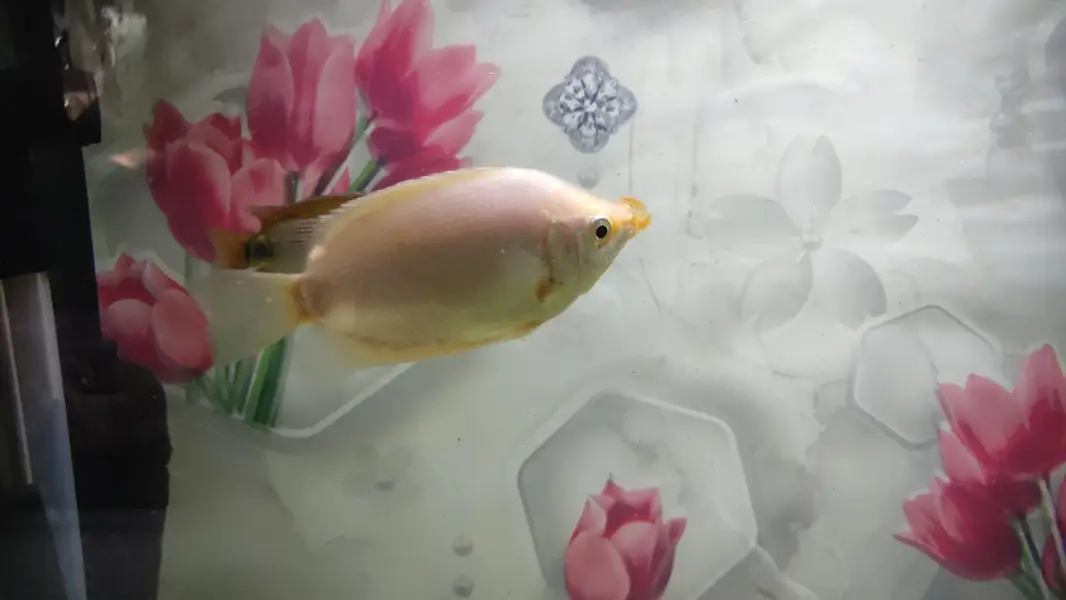 Gaint Gourami 4 inch — photo 2