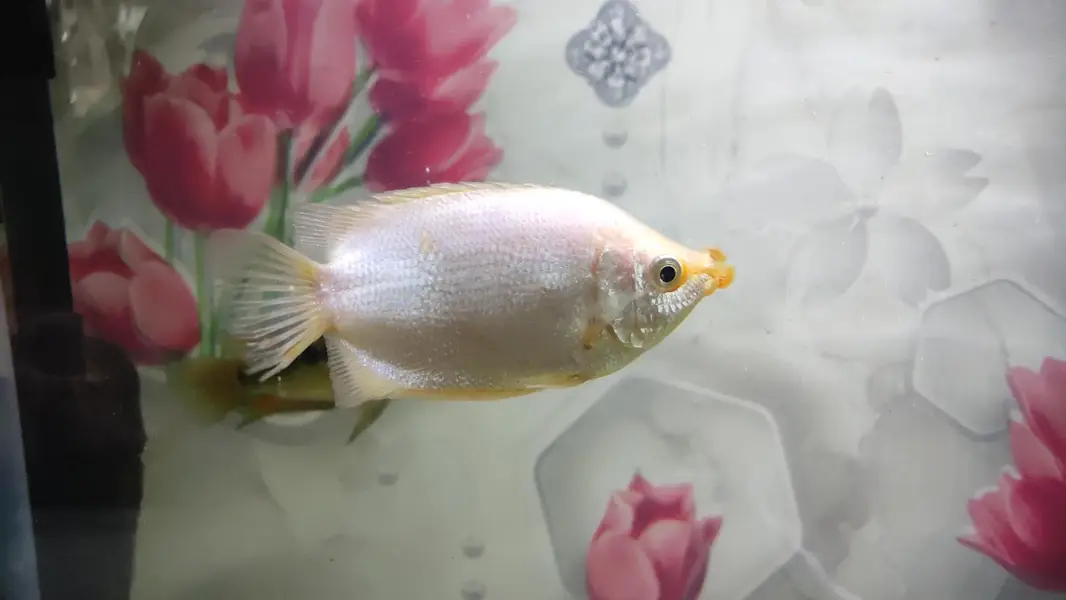 Gaint Gourami 4 inch — photo 3