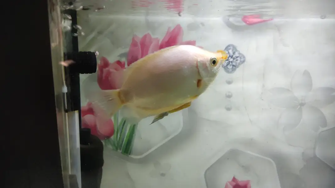 Gaint Gourami 4 inch — photo 4