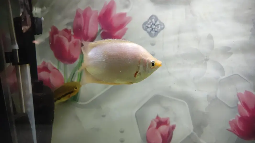 Gaint Gourami 4 inch — photo 5