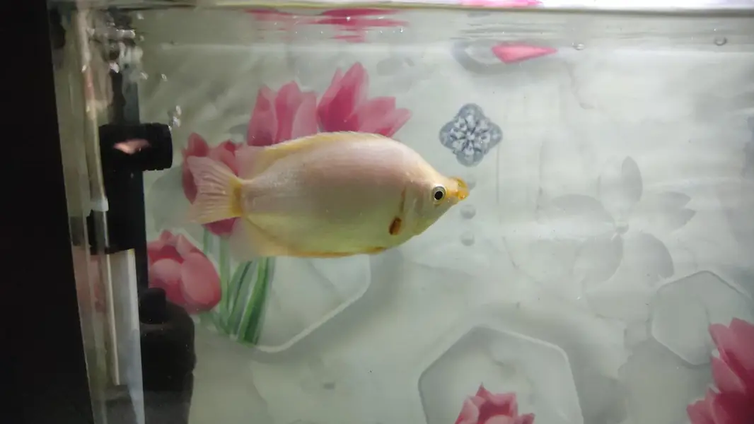 Gaint Gourami 4 inch — photo 6