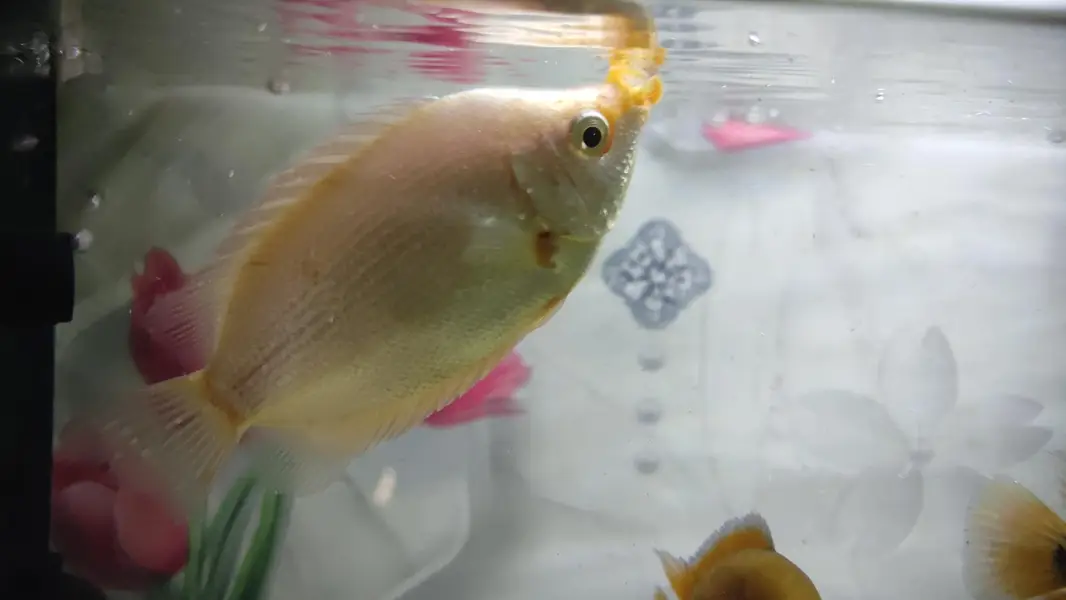 Gaint Gourami 4 inch — photo 7