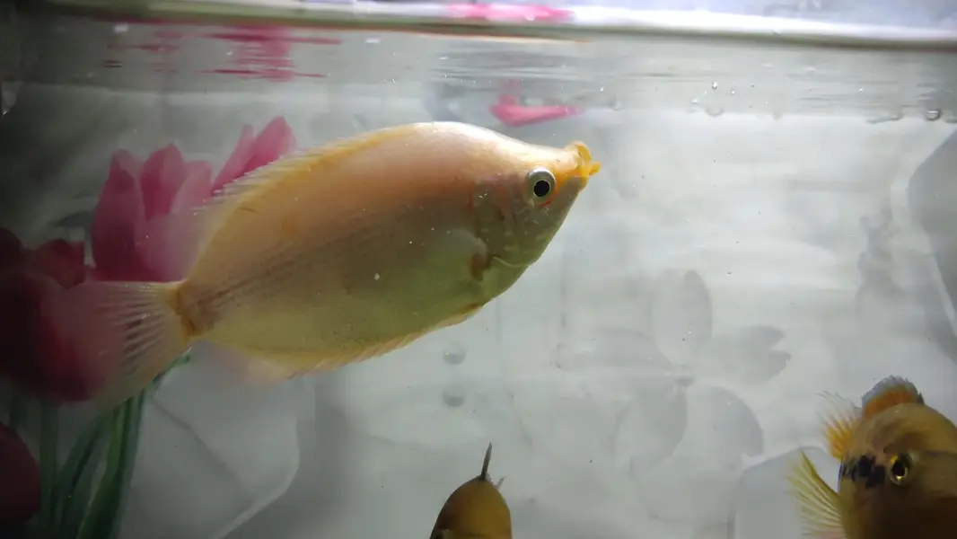 Gaint Gourami 4 inch — photo 8