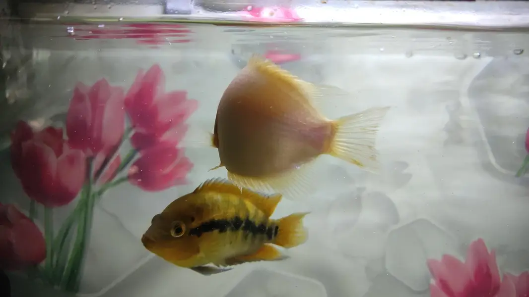 Gaint Gourami 4 inch — photo 9