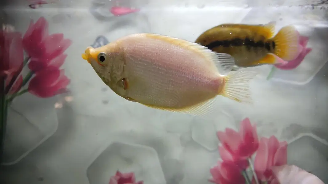 Gaint Gourami 4 inch — photo 10