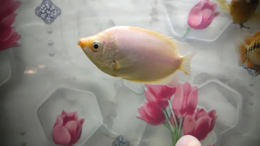 Gaint Gourami 4 inch — photo 11