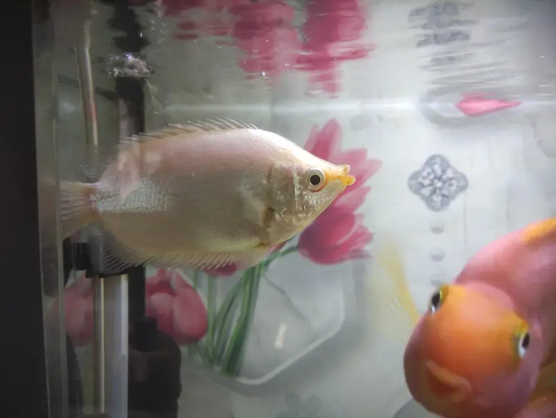 Gaint Gourami 4 inch — photo 12