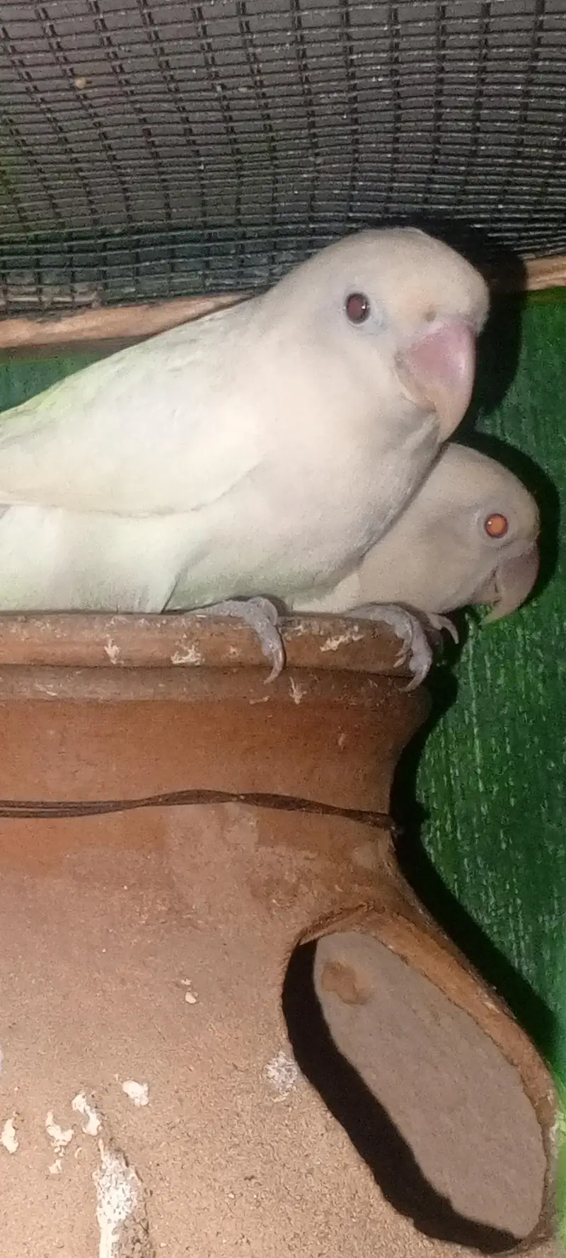 love birds