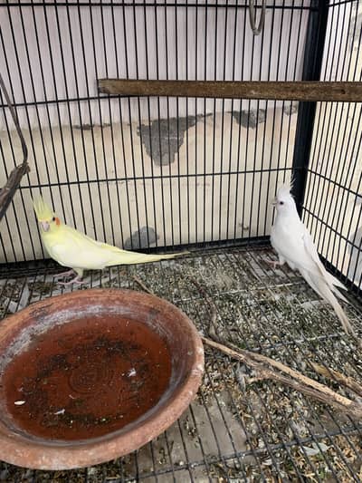 Cockatiel Breeder Pair