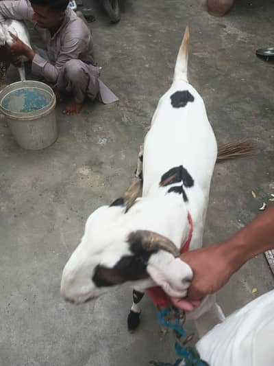 18 month bakri for sale 4 dnt he