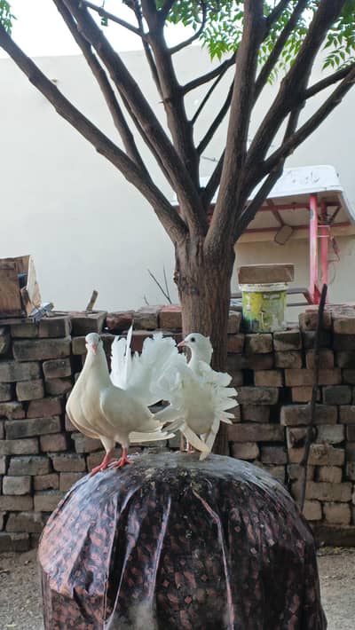 laka Pigeons