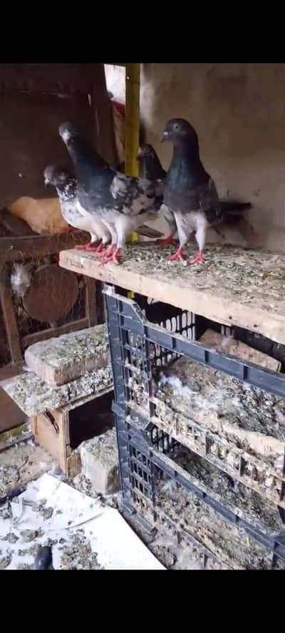 breeder pairs