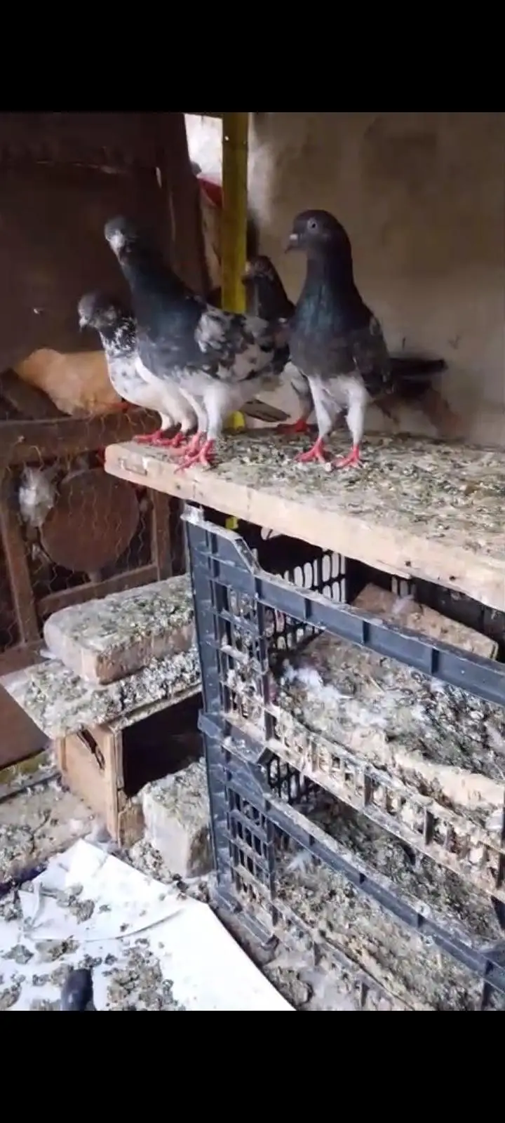 breeder pairs