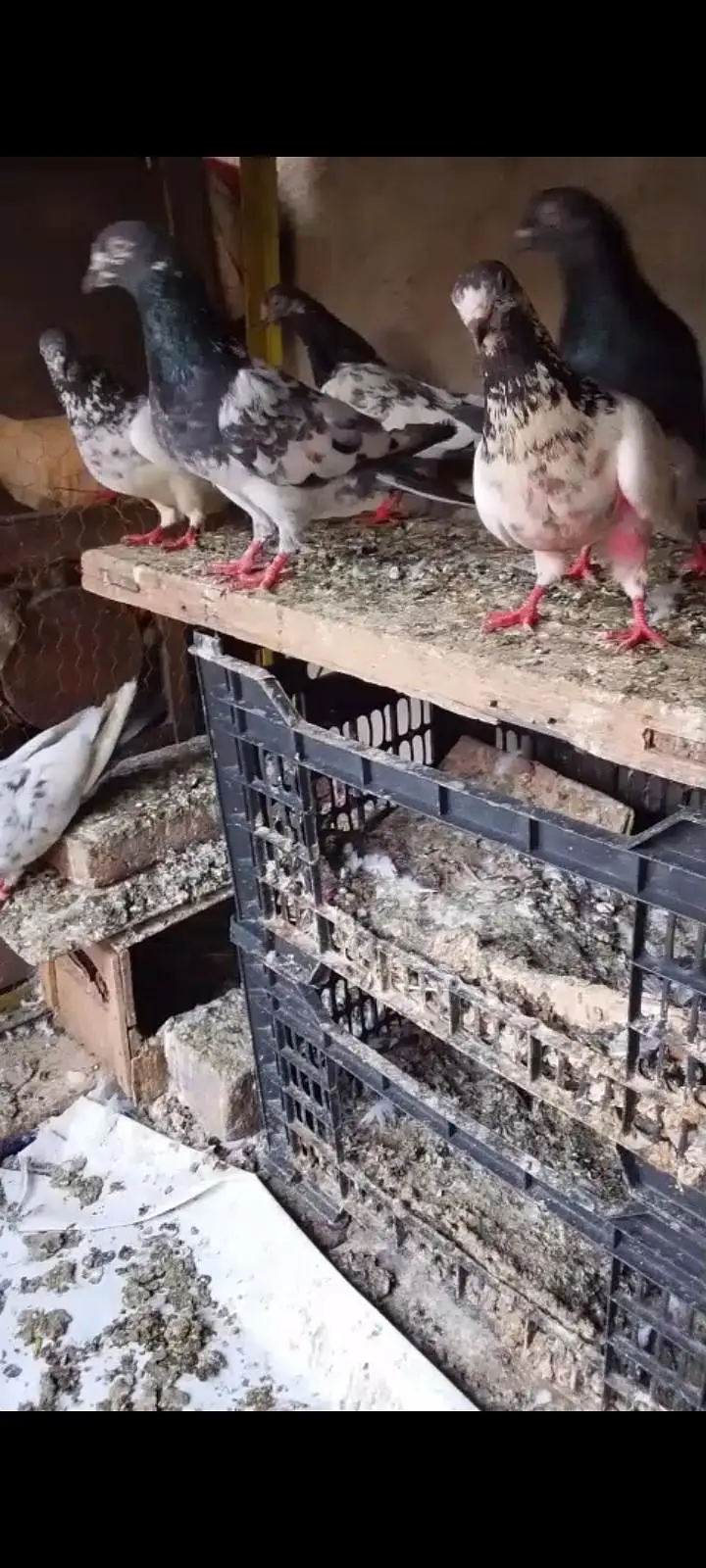 breeder pairs — photo 2