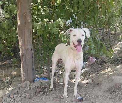 Bully man for sale 8 mahine age vaccine ok double body