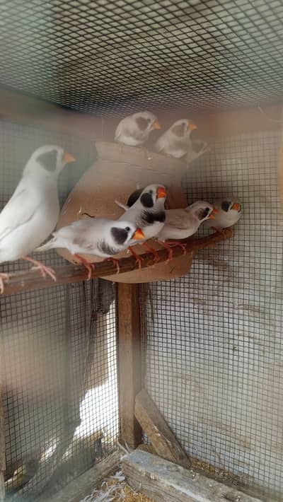 finch/finches bird