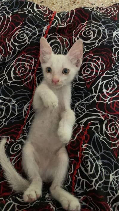 Cute white kitten
