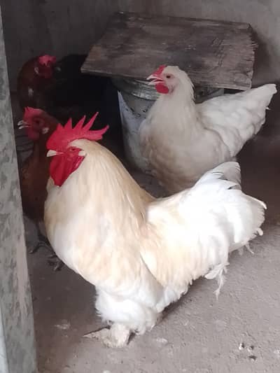 White buff pair