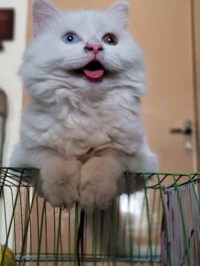 Triple Coated Two Coloured Eye Persian Kitten free adoption