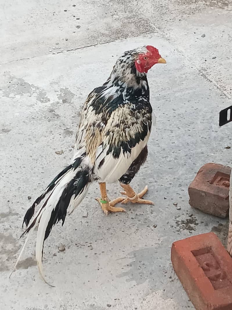 Murga 2